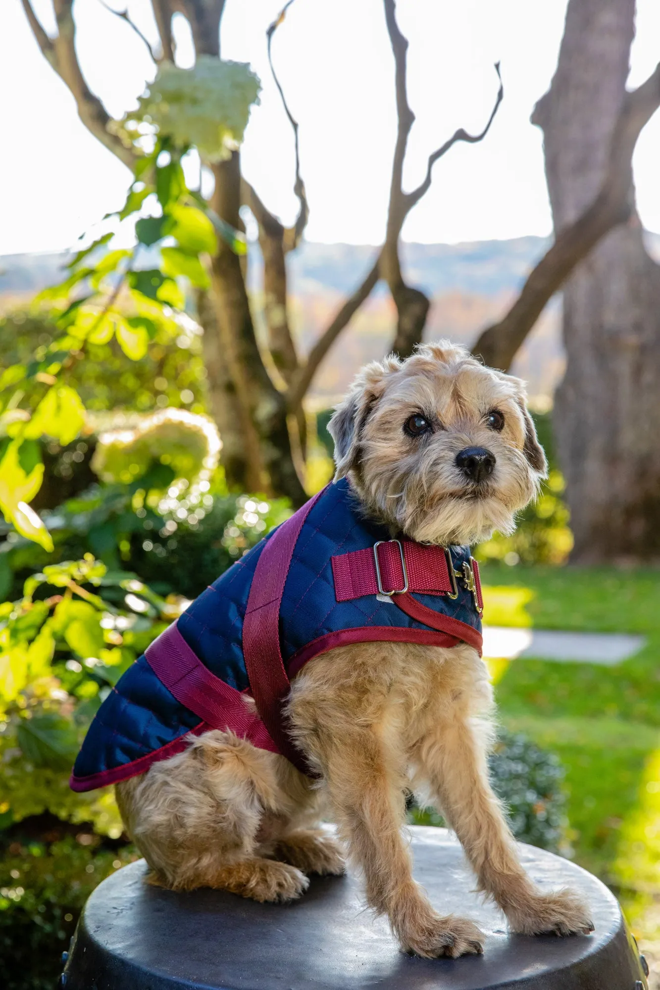 Horse Blanket - Quilted Coats - 4 Color Options - Navy, Brown, Orange & Loden